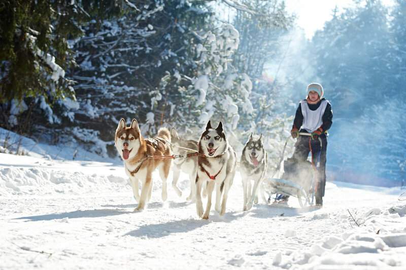 idee-cadeau-fete-des-meres-chien-de-traineau