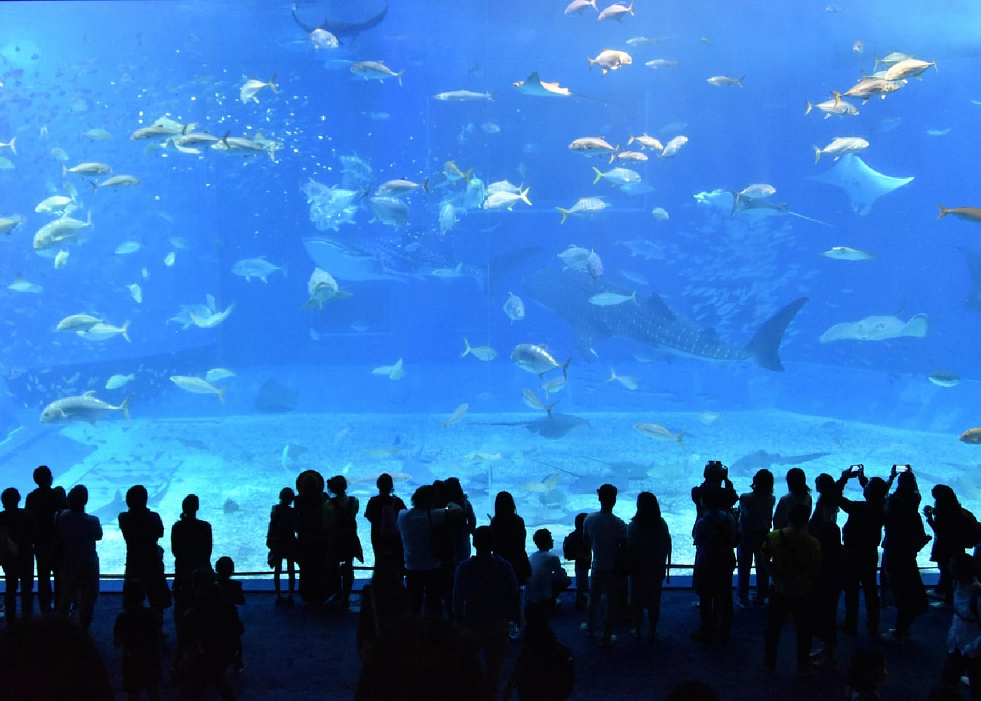 aquarium