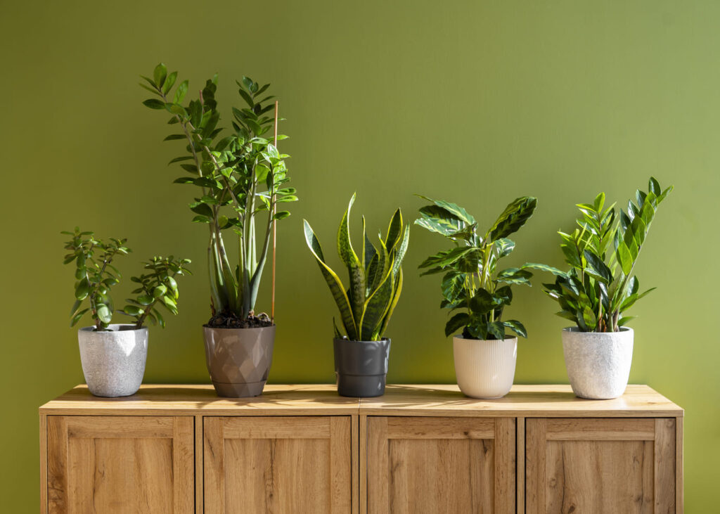 plantes-d-interieur-mur-vert