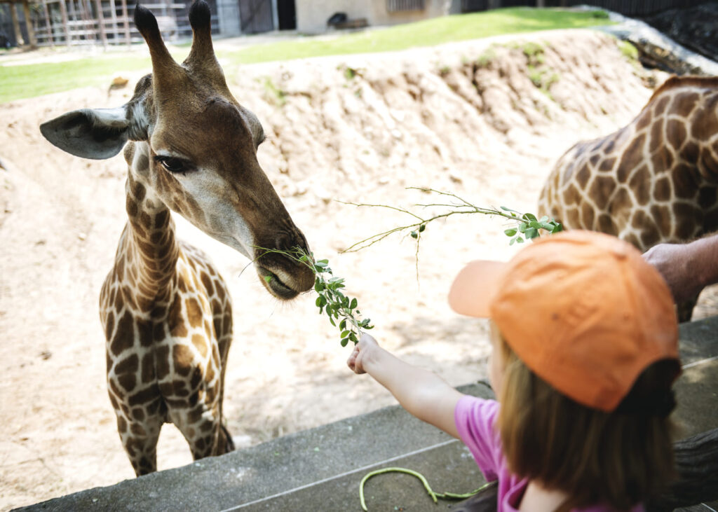 enfant-qui-nourrit-une-girafe-au-zoo