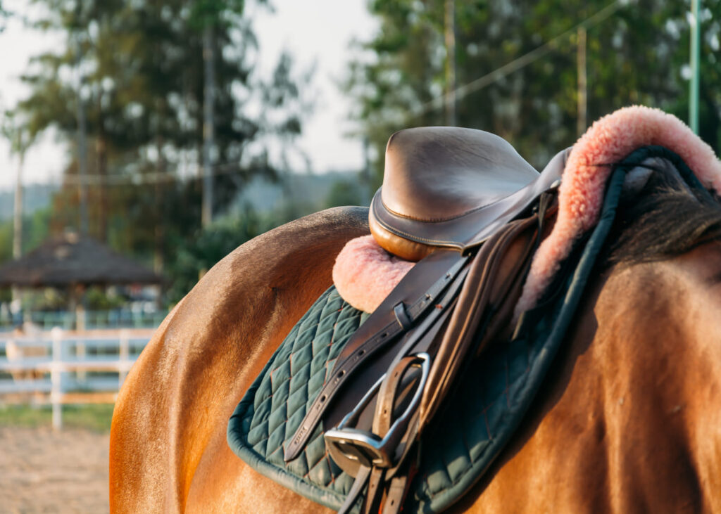 gros-plan-d-un-cheval-selle-avec-un-tapis-un-amortisseur-et-une-selle.jpg