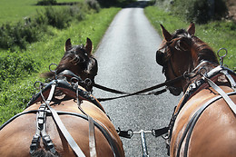 ESCOLA EQUESTRE D´AVEIRO