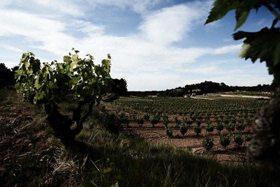 VILOSELL WINE HOTEL - photo 4