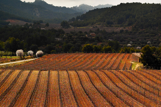 CÉRVOLES CELLER - photo 1