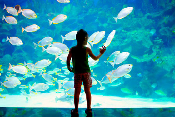 Billet nocturne pour l'Aquarium de Paris - Adulte