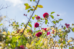 Arts in the Garden