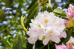 Arts in the Garden