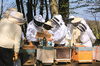 Stage Apiculture Récolte de miel à Chaume-en-Brie (77)