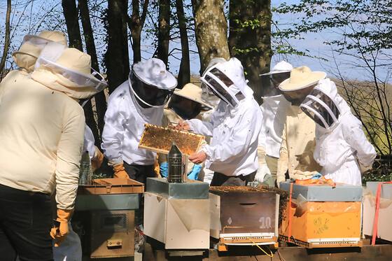 Stage Apiculture Récolte de miel à Chaume-en-Brie (77)