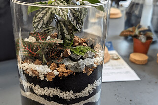 Atelier terrarium à La Rochelle (17)
