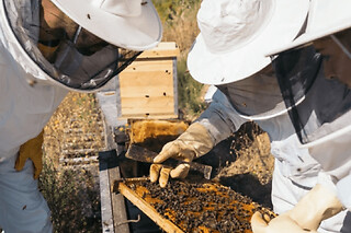 Stage apiculture près de Marseille (13)
