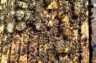 Stage apiculture près de Marseille (13)