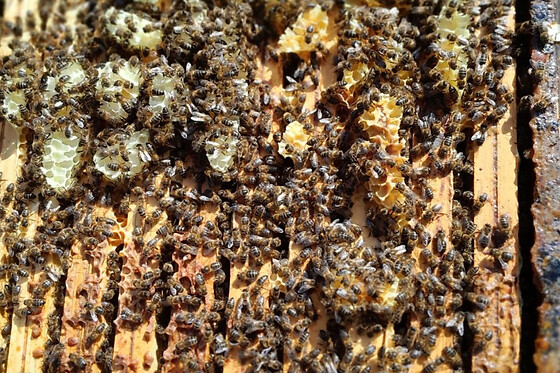 Stage apiculture près de Marseille (13)
