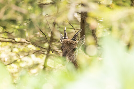 Flying Shark Photography - photo 3