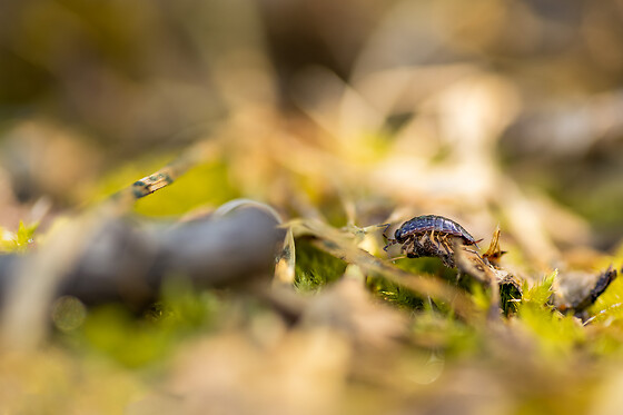 Flying Shark Photography - photo 4