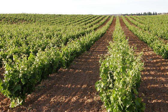 BODEGAS ISMAEL ARROYO - VALSOTILLO - photo 9