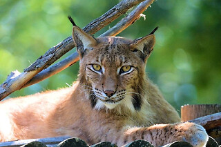 Billet pour le Wow Safari de Peaugres (07)