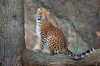 Billet pour le Wow Safari Thoiry (78) - Enfant
