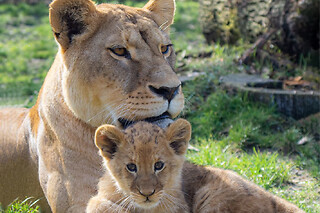 Billet pour le Wow Safari Thoiry (78) - Enfant