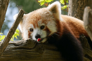 Billet pour le Parc animalier des Pyrénées (65)