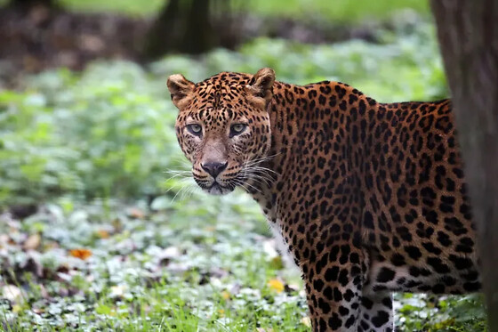Billet combiné Lumigny Safari Réserve et Terre de Singes (77)