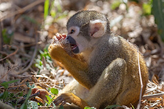 Billet combiné Lumigny Safari Réserve et Terre de Singes (77)