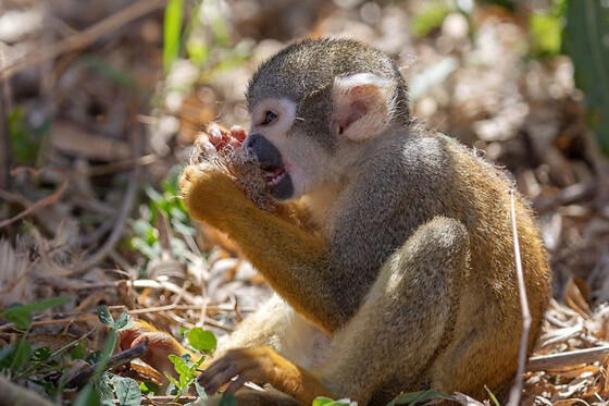 Billet combiné Lumigny Safari Réserve et Terre de Singes (77)