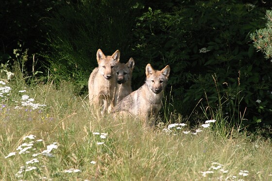 Les Tanières du Gévaudan - photo 6