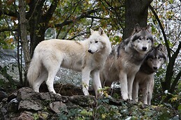 Les Tanières du Gévaudan