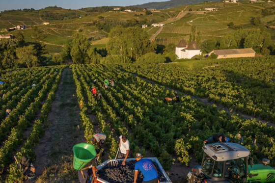 Domaine Passot Rémy & Fils - photo 3