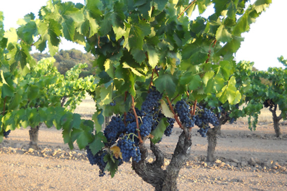 BODEGA DOMINIO DE MAESTRAZGO - photo 3