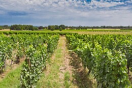 Chateau Boujac