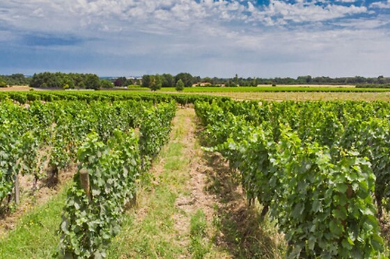 Chateau Boujac - photo 0