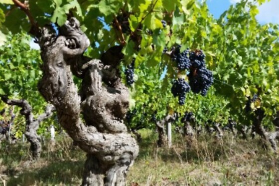 Domaine de la Belle Etoile - photo 0