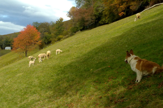 Vie d'Estive - photo 3