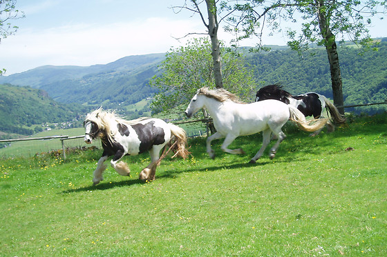 Domaine de la chaux de revel - photo 4