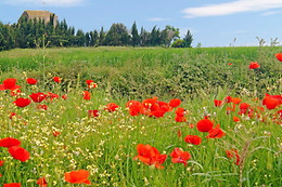 Le clos Sainte Anne