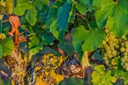 Domaine de Rocheville