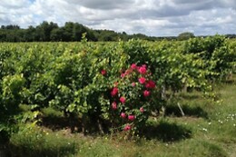 Domaine de Rocheville