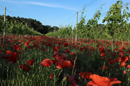 Domaine des Gravennes