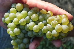 Domaine des Gravennes