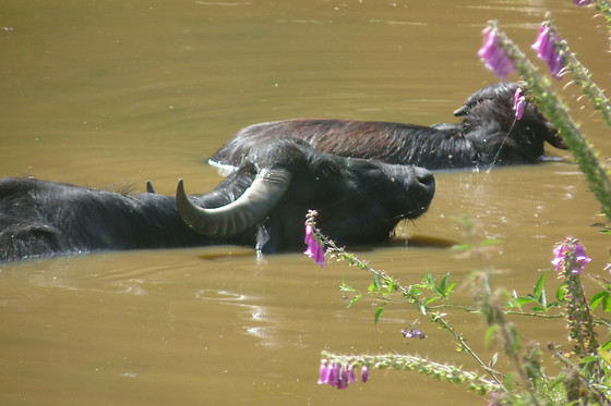 Parc animalier d'Ecouves - photo 4
