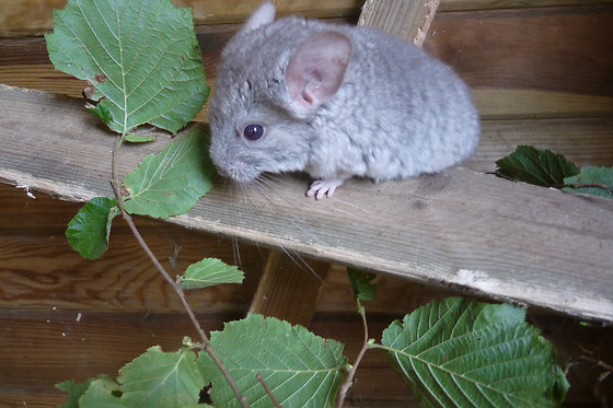 Parc animalier d'Ecouves - photo 5