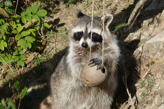 Parc animalier d'Ecouves - photo 2