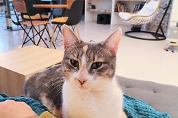 L'Atelier des Chats