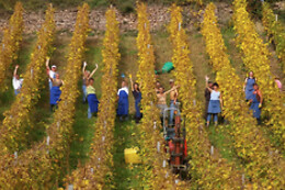 Domaine Aimé STENTZ