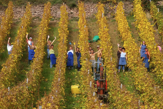 Domaine Aimé STENTZ - photo 2