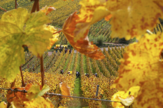 Domaine Aimé STENTZ - photo 3
