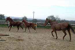 Agriturismo Fasano
