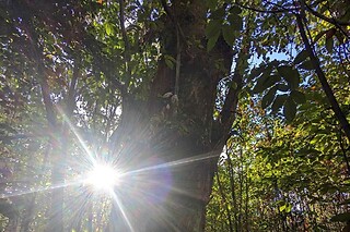 Une séance de sylvothérapie guidée pour deux chez O Création bois à Paussac-et-Saint-Vivien (24)